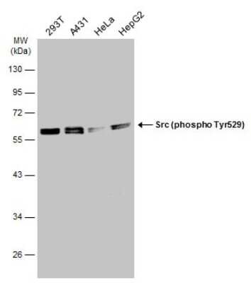 Western Blot: Src [p Tyr527] Antibody [NBP3-13245]